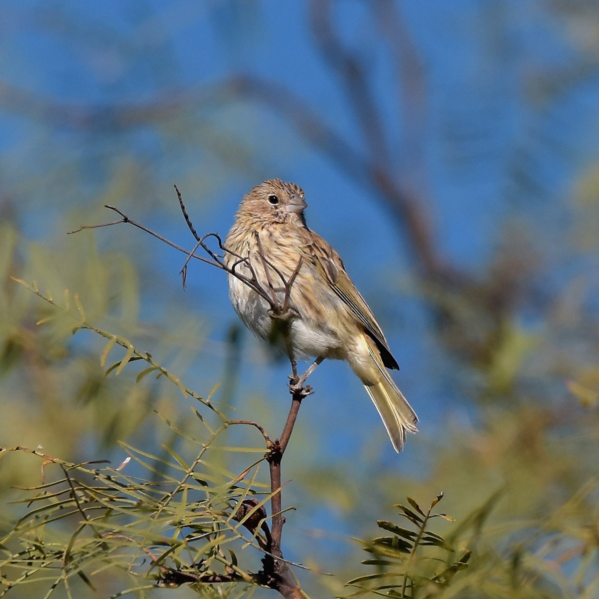 Saffron Finch - ML618175958