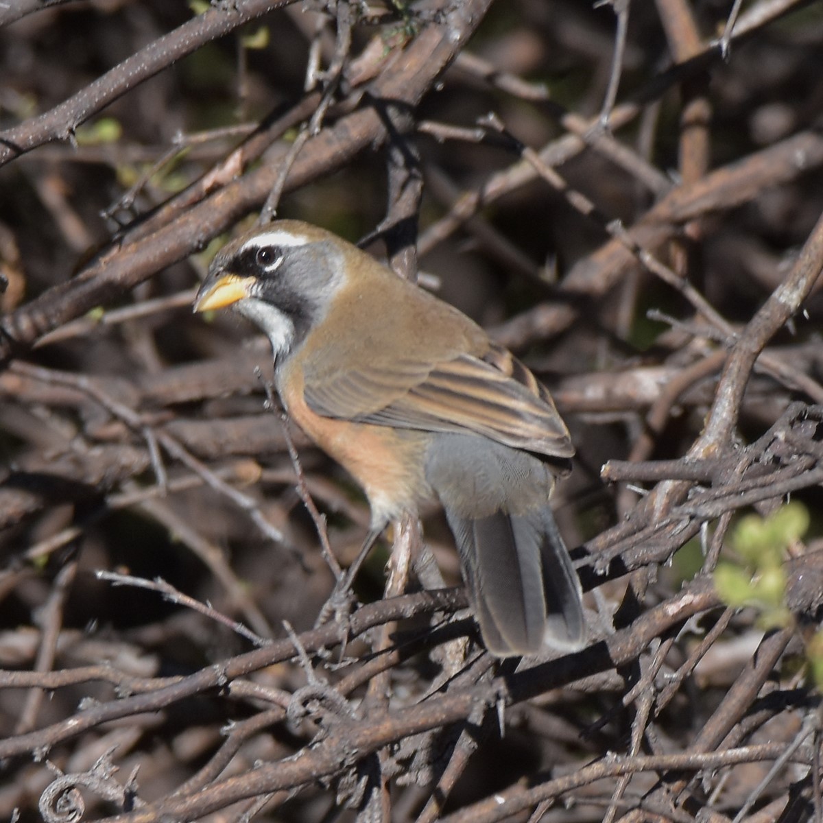 Many-colored Chaco Finch - ML618176001