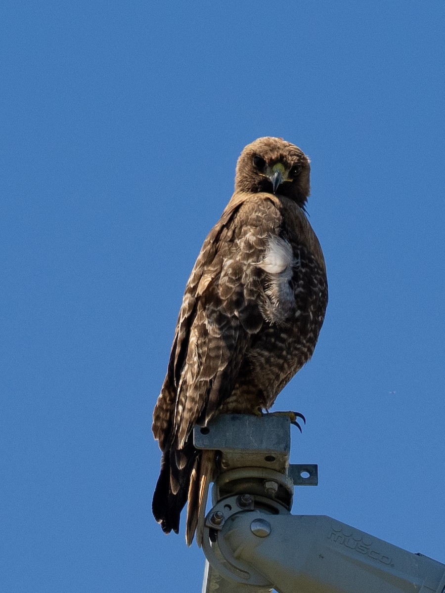 Red-tailed Hawk - ML618176007