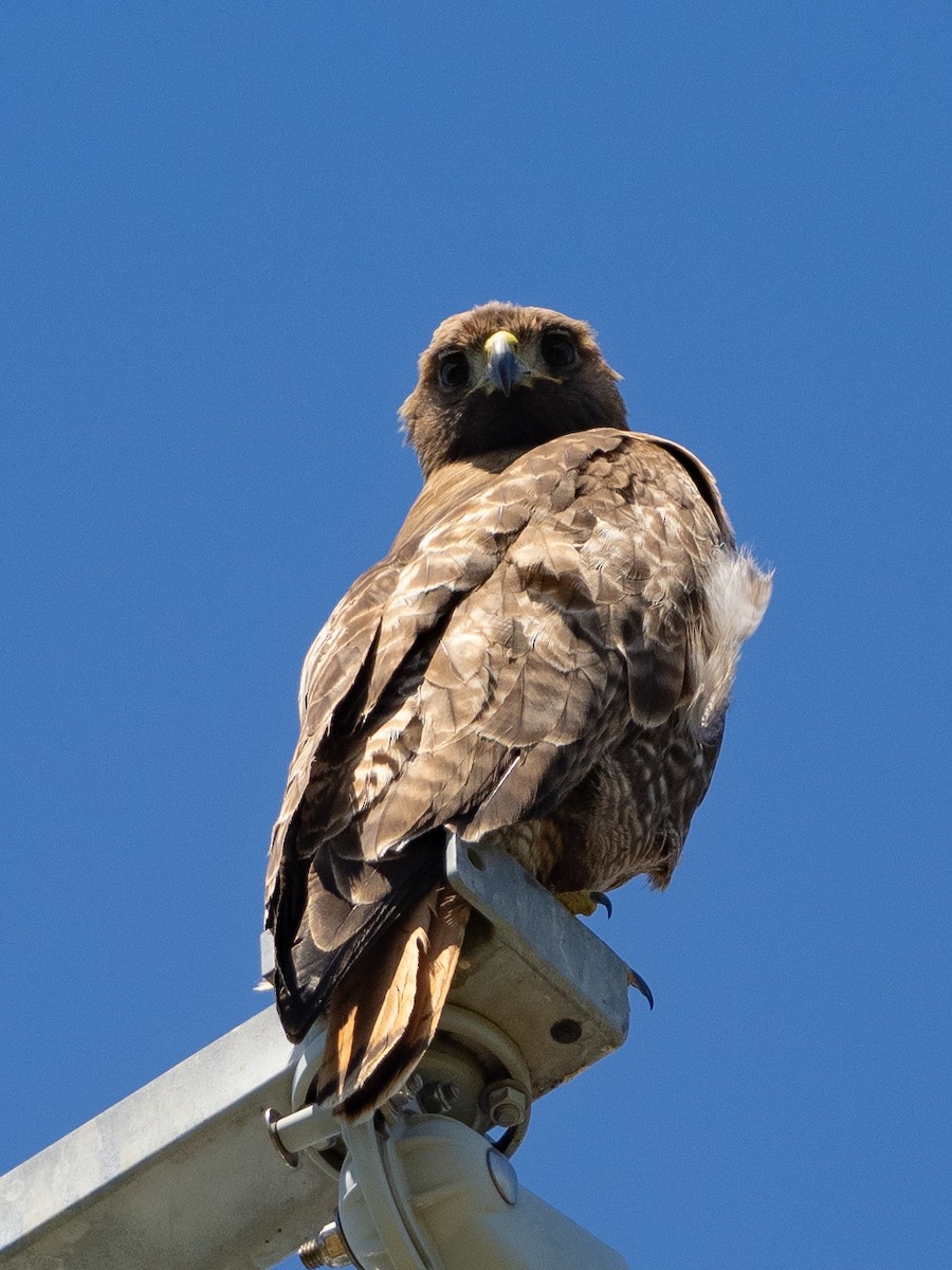 Red-tailed Hawk - ML618176008