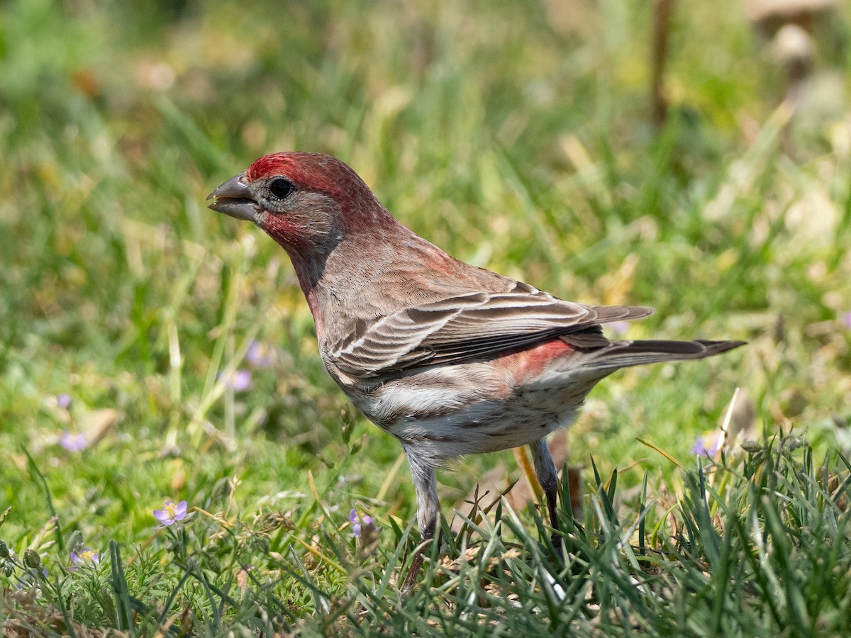 House Finch - ML618176019