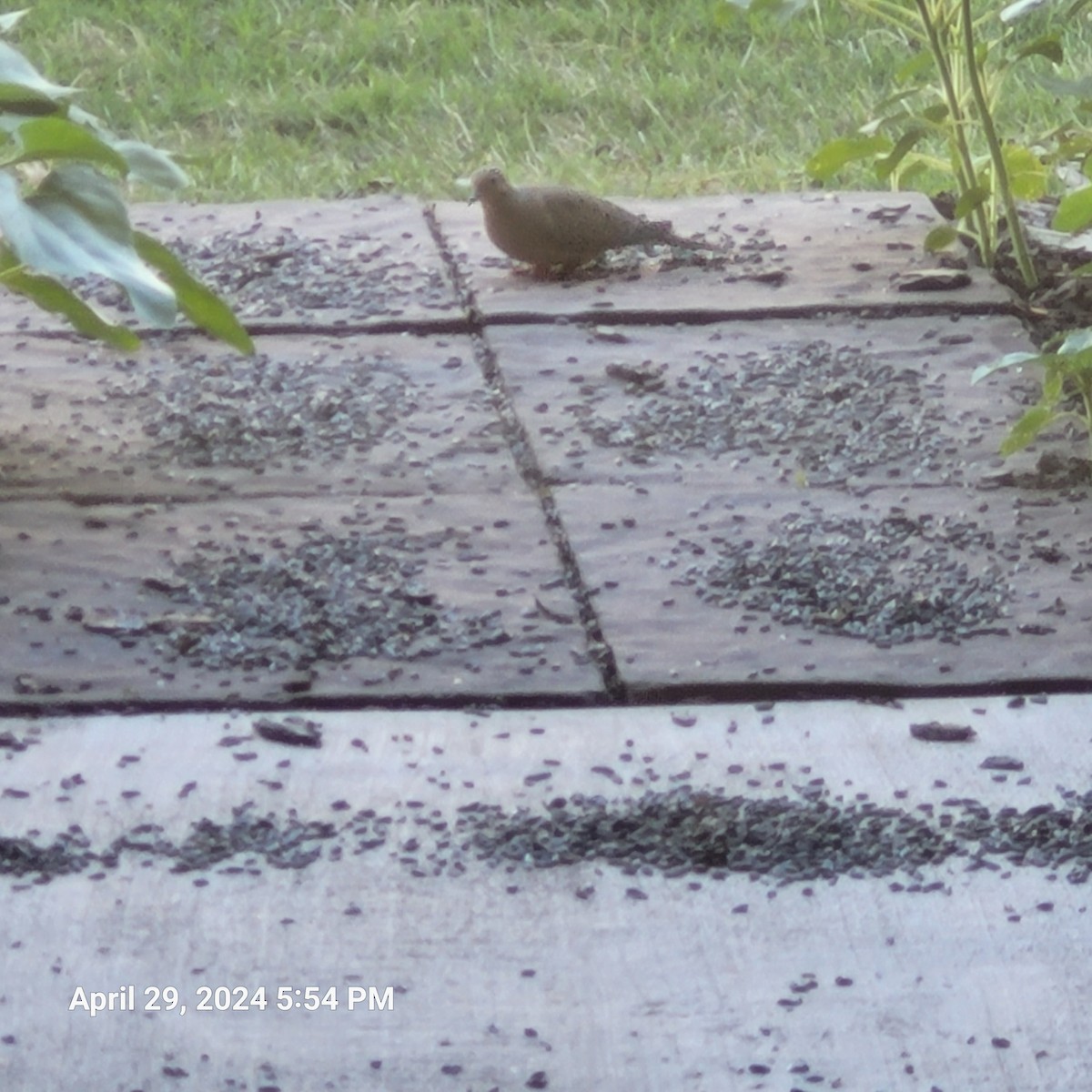 Mourning Dove - Anonymous