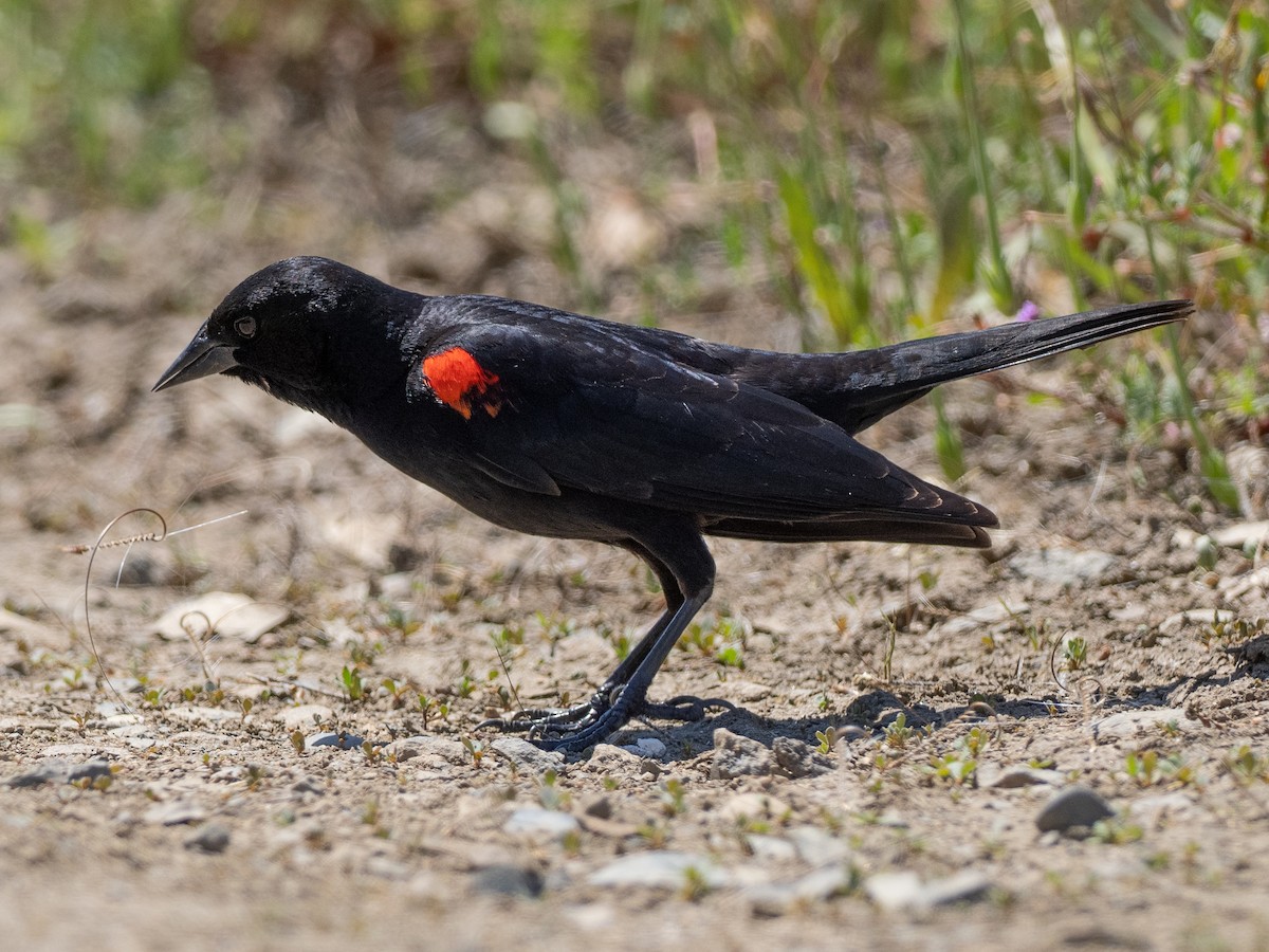 Red-winged Blackbird (Red-winged) - Notta Birb