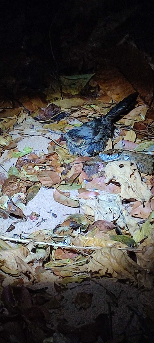 Rufous Nightjar - Pedro Jose Caldera