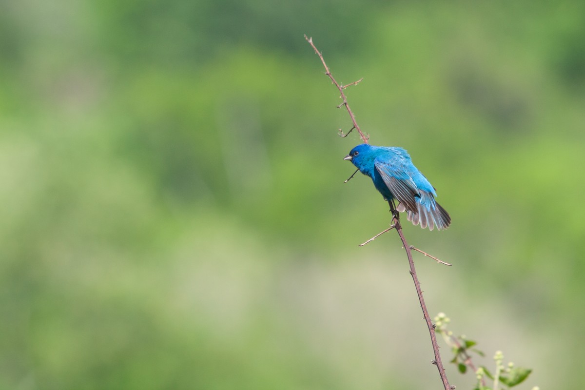 Indigo Bunting - Daniel Redwine