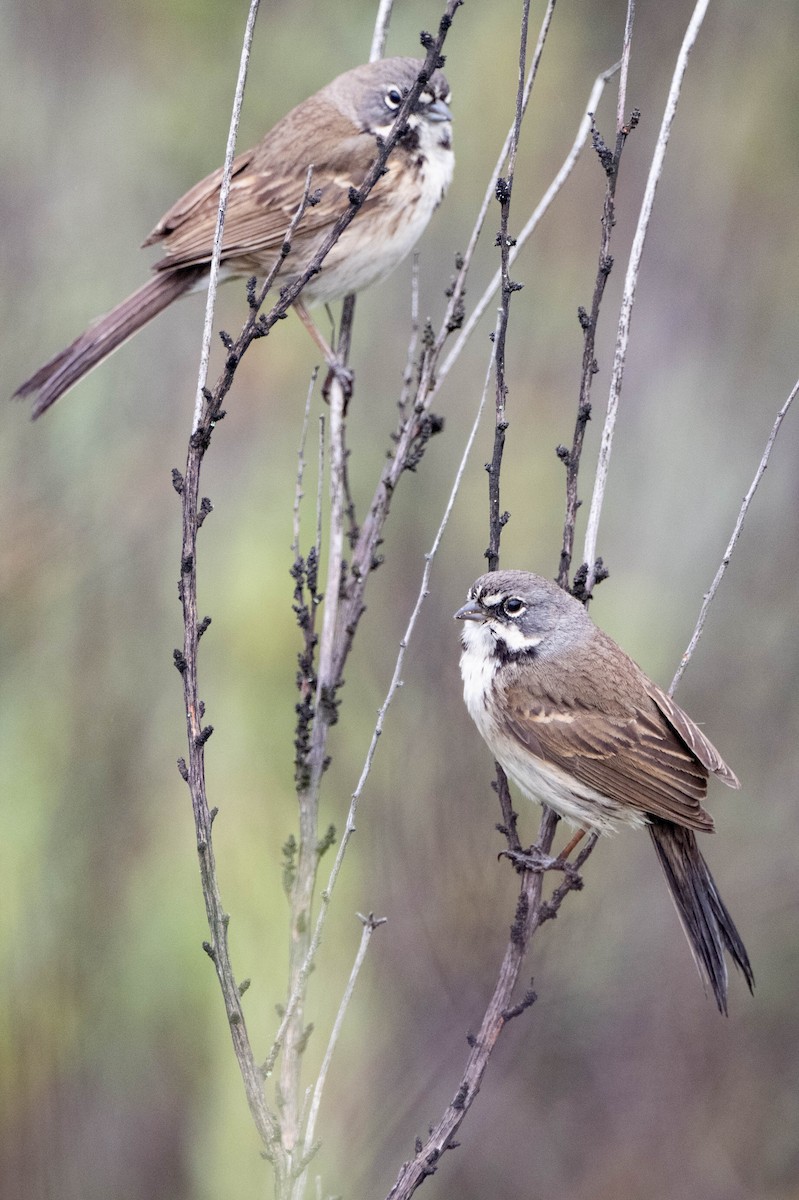 Bell's Sparrow - Nancy Christensen