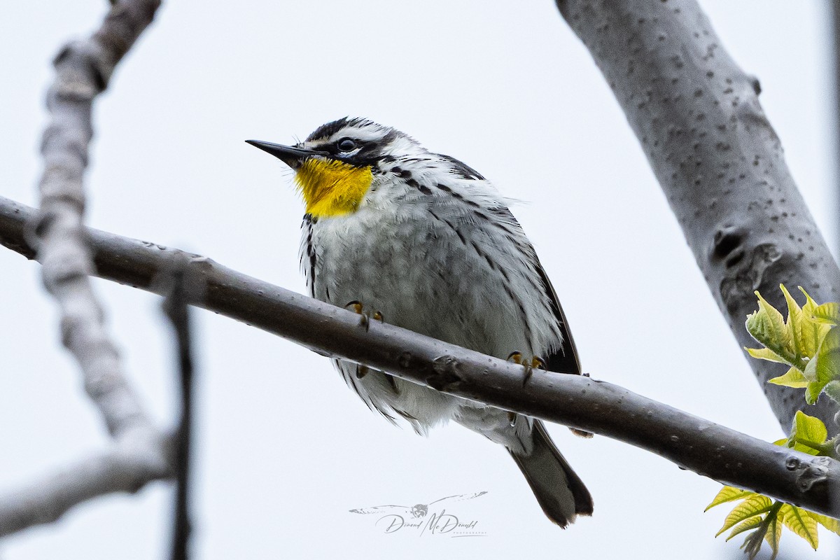Yellow-throated Warbler - Demond McDonald