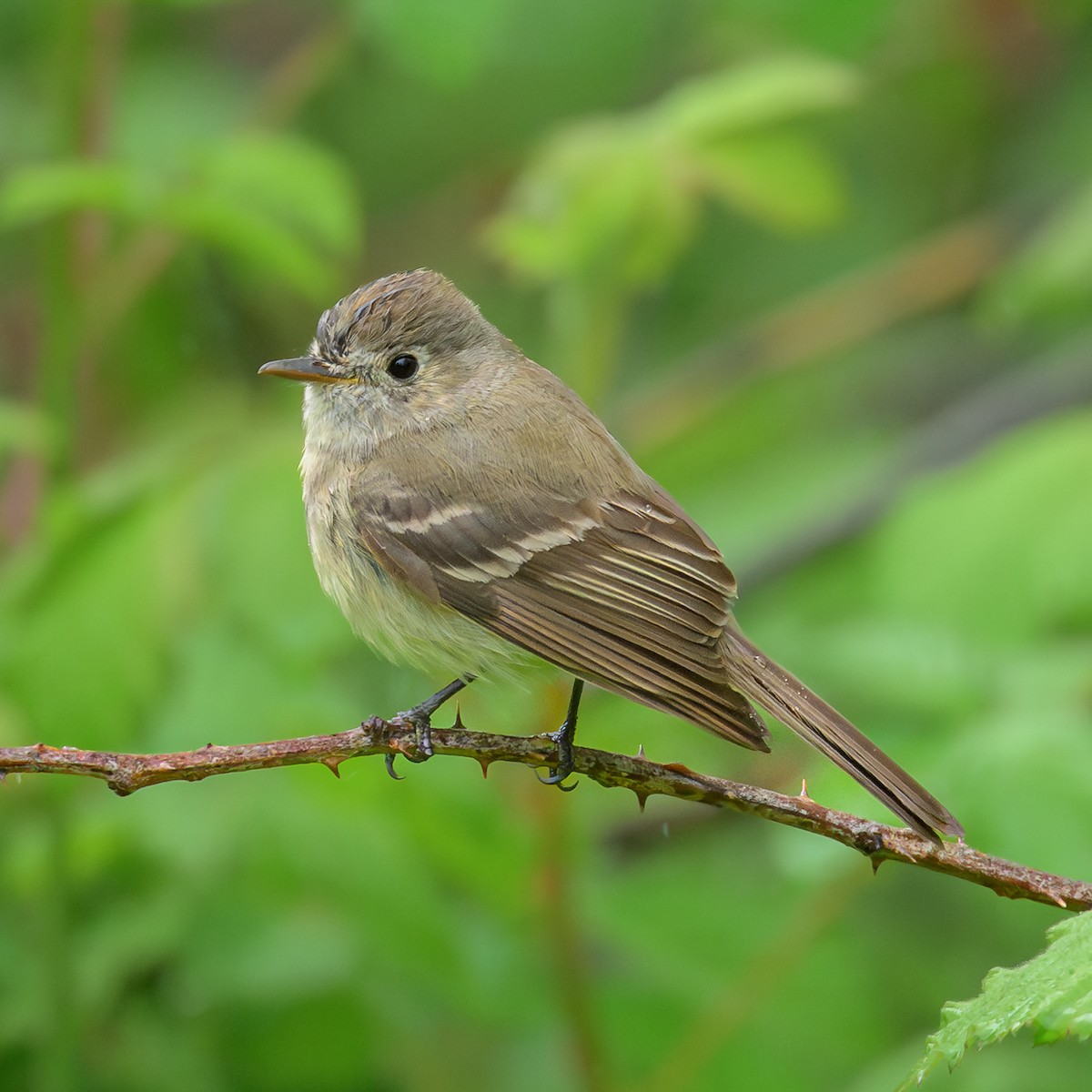 Dusky Flycatcher - John Davis