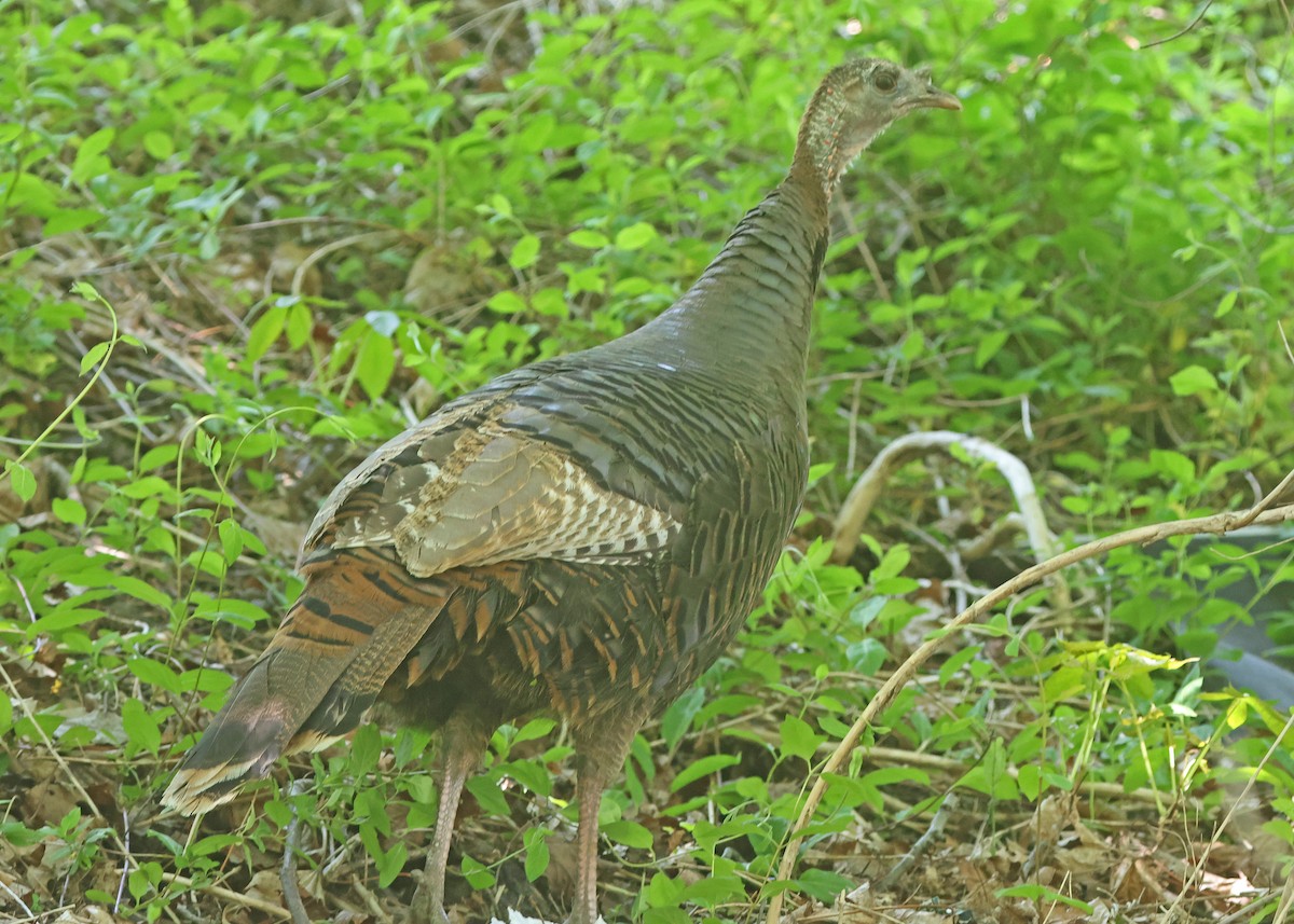 Wild Turkey - ML618176102