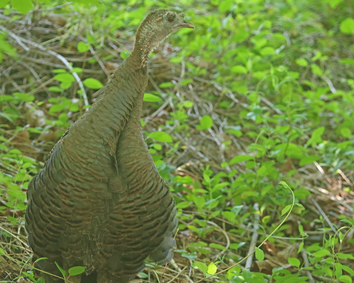 Wild Turkey - ML618176103