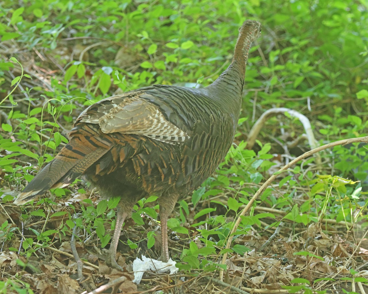 Wild Turkey - ML618176104