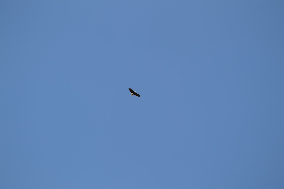 Bald Eagle - ML618176112