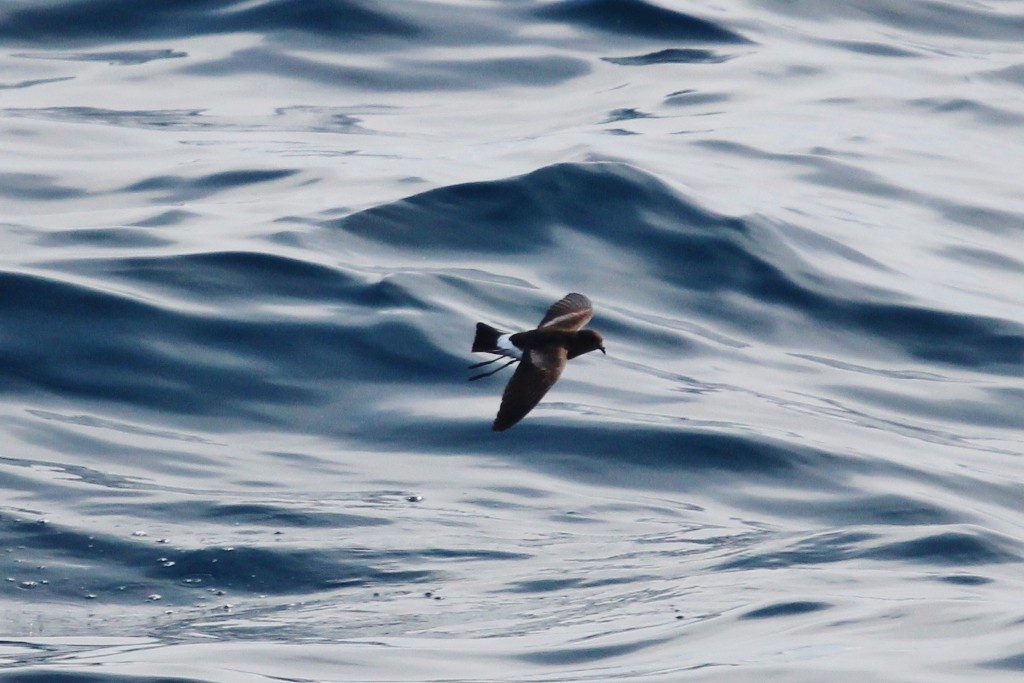 Wilson's Storm-Petrel - Richard Arnold