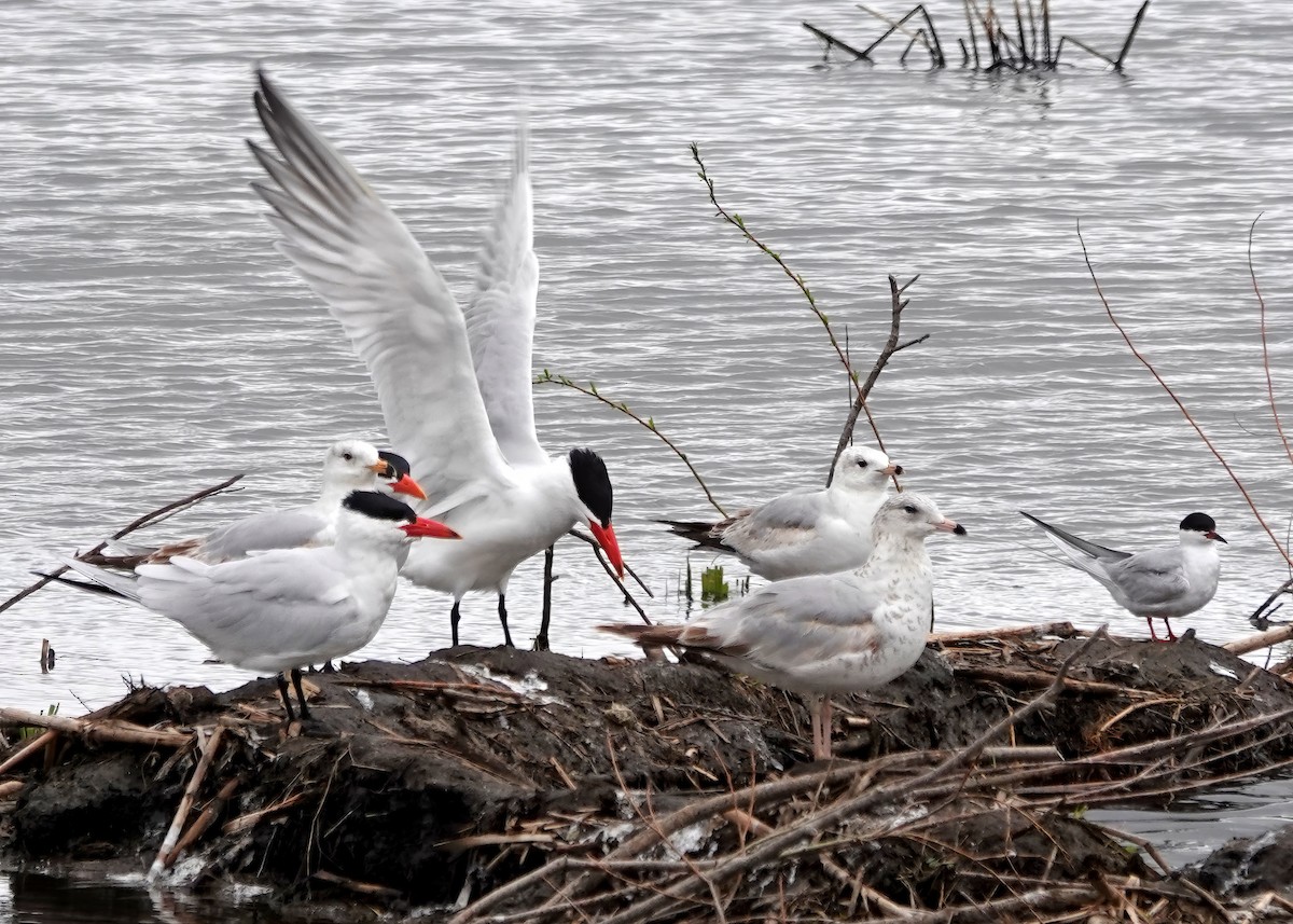 Caspian Tern - jerry pruett