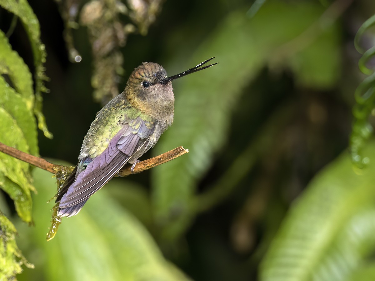 Green-fronted Lancebill - Andres Vasquez Noboa