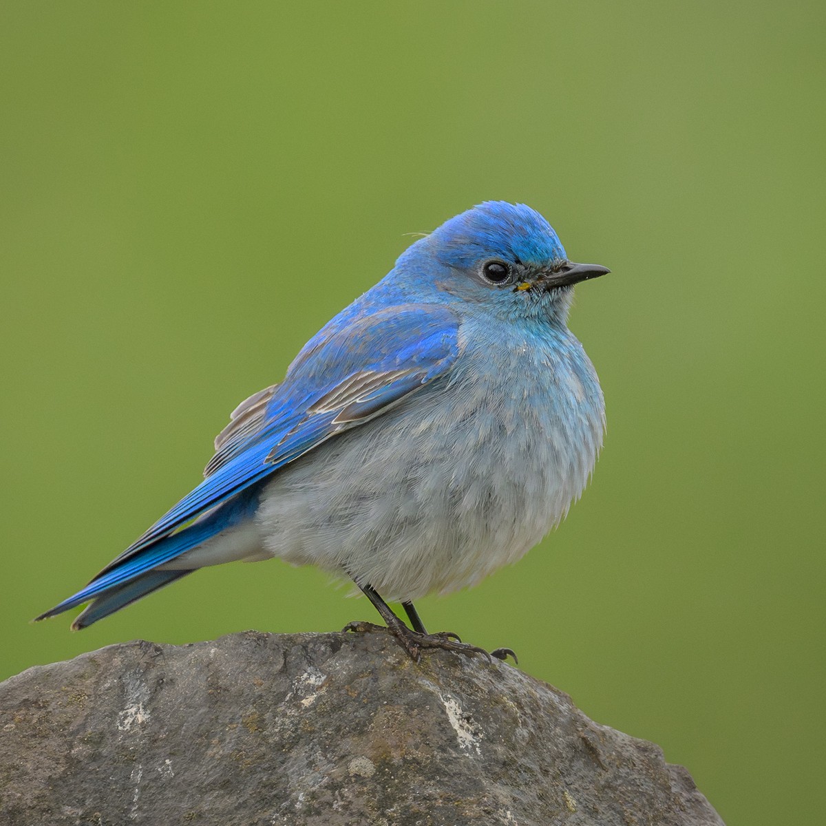 Mountain Bluebird - John Davis