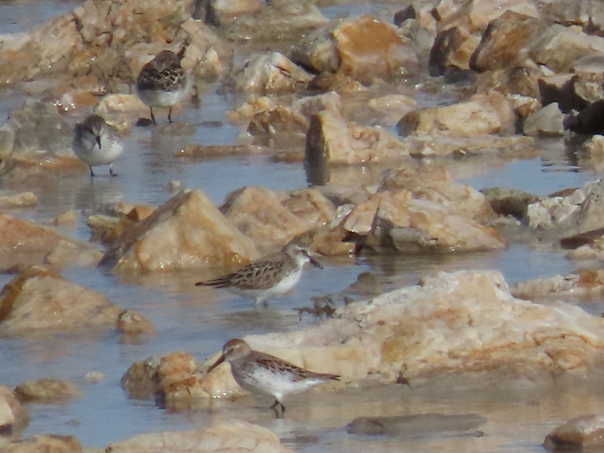 Semipalmated Sandpiper - Bryant Olsen