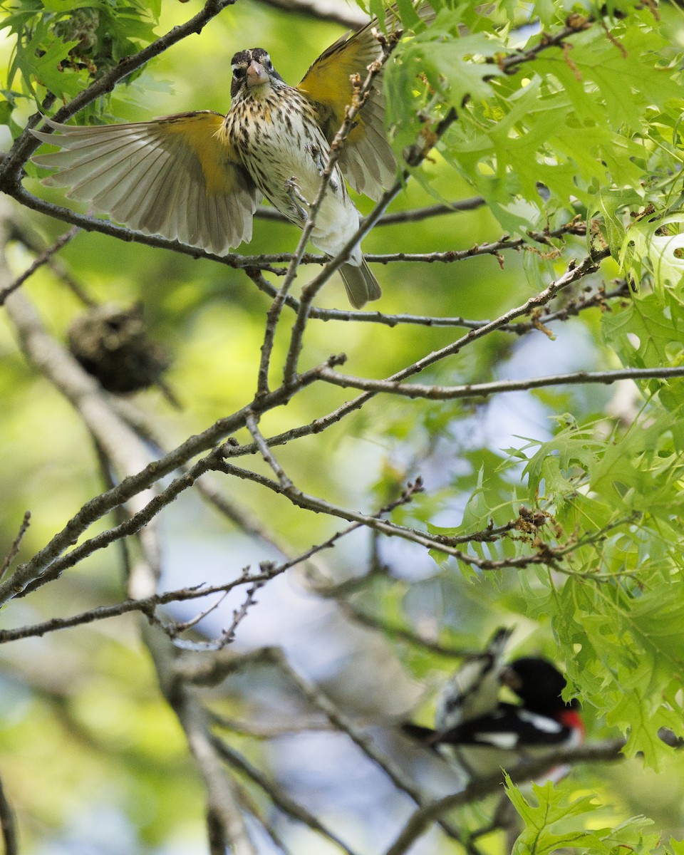 Rose-breasted Grosbeak - Tommy Quarles