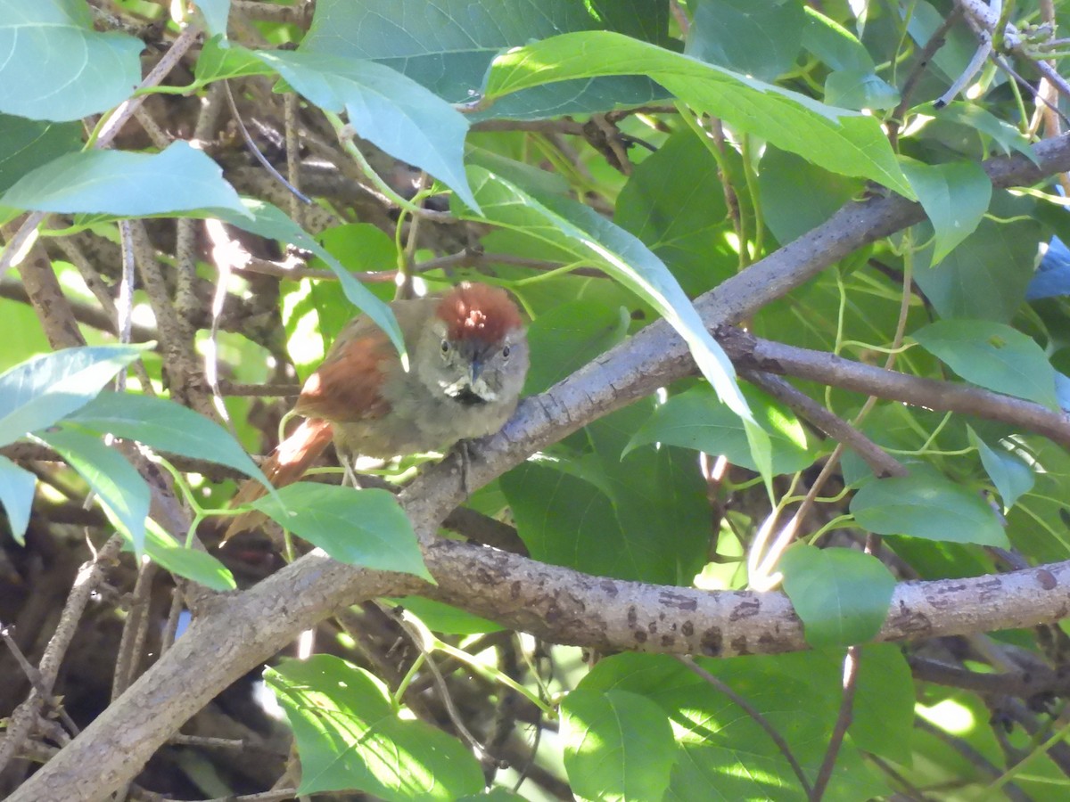 Cinereous-breasted Spinetail - Iza Alencar