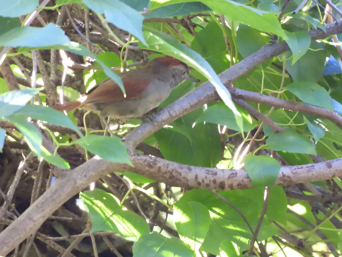 Cinereous-breasted Spinetail - Iza Alencar