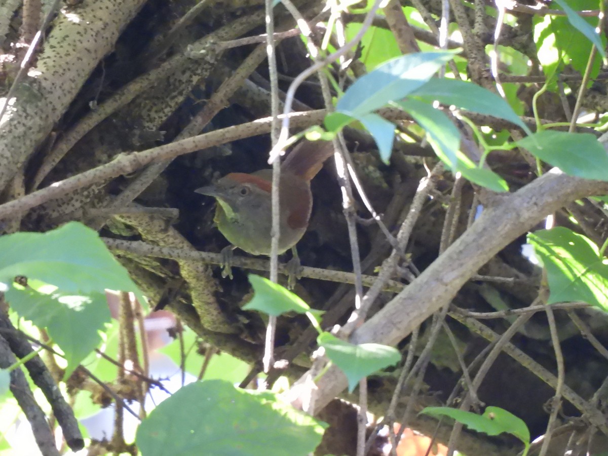 Cinereous-breasted Spinetail - Iza Alencar