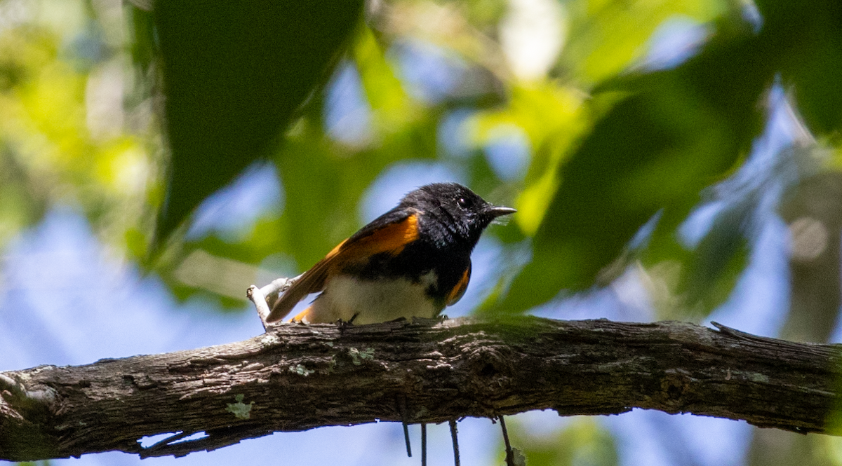 American Redstart - ML618176186