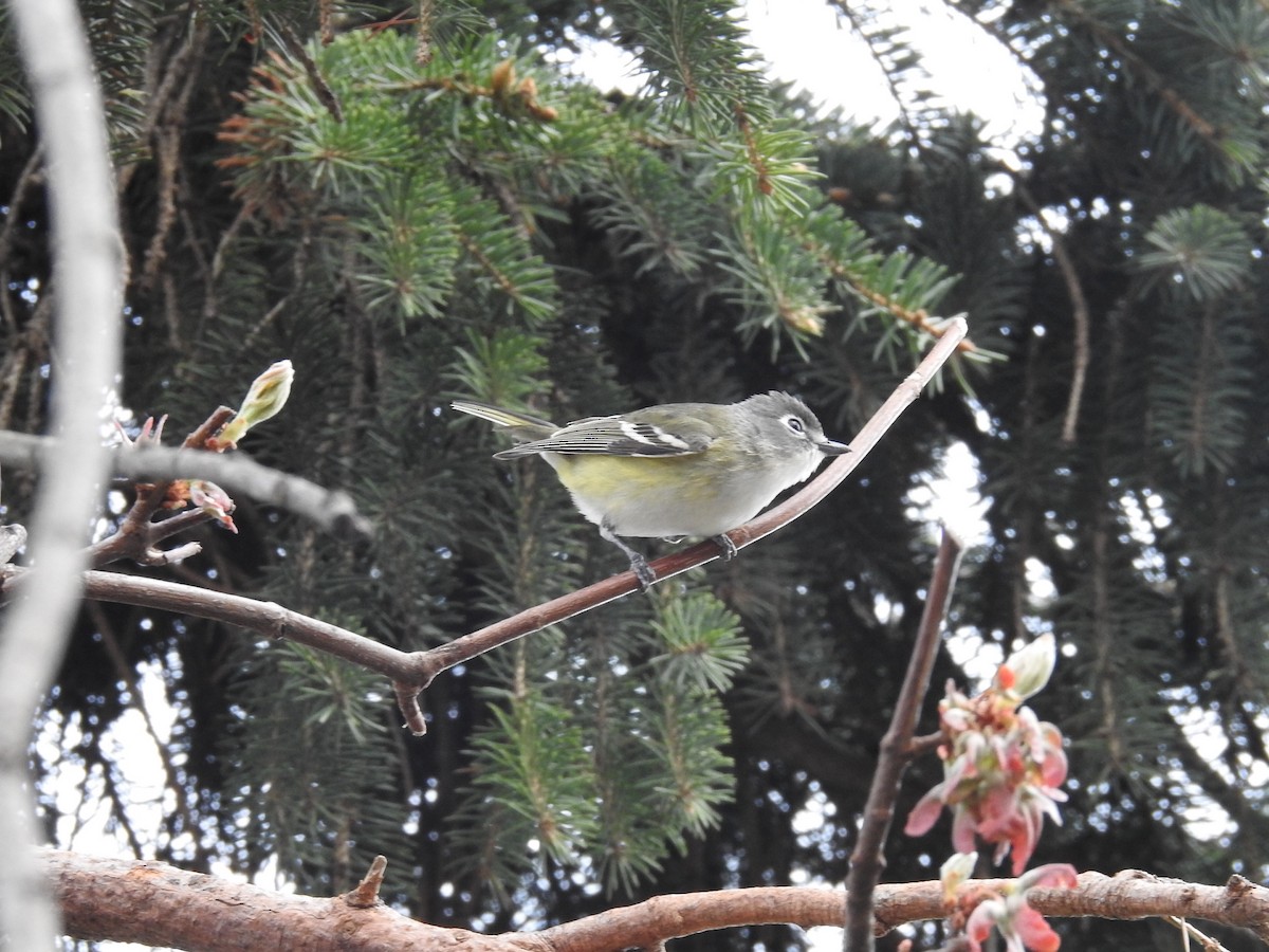 Blue-headed Vireo - Dave HH