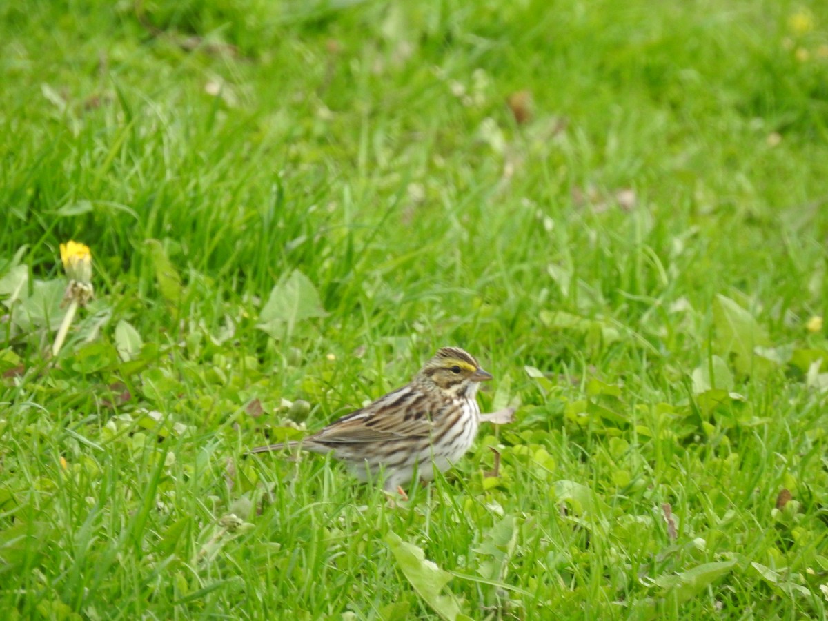 Savannah Sparrow - ML618176197