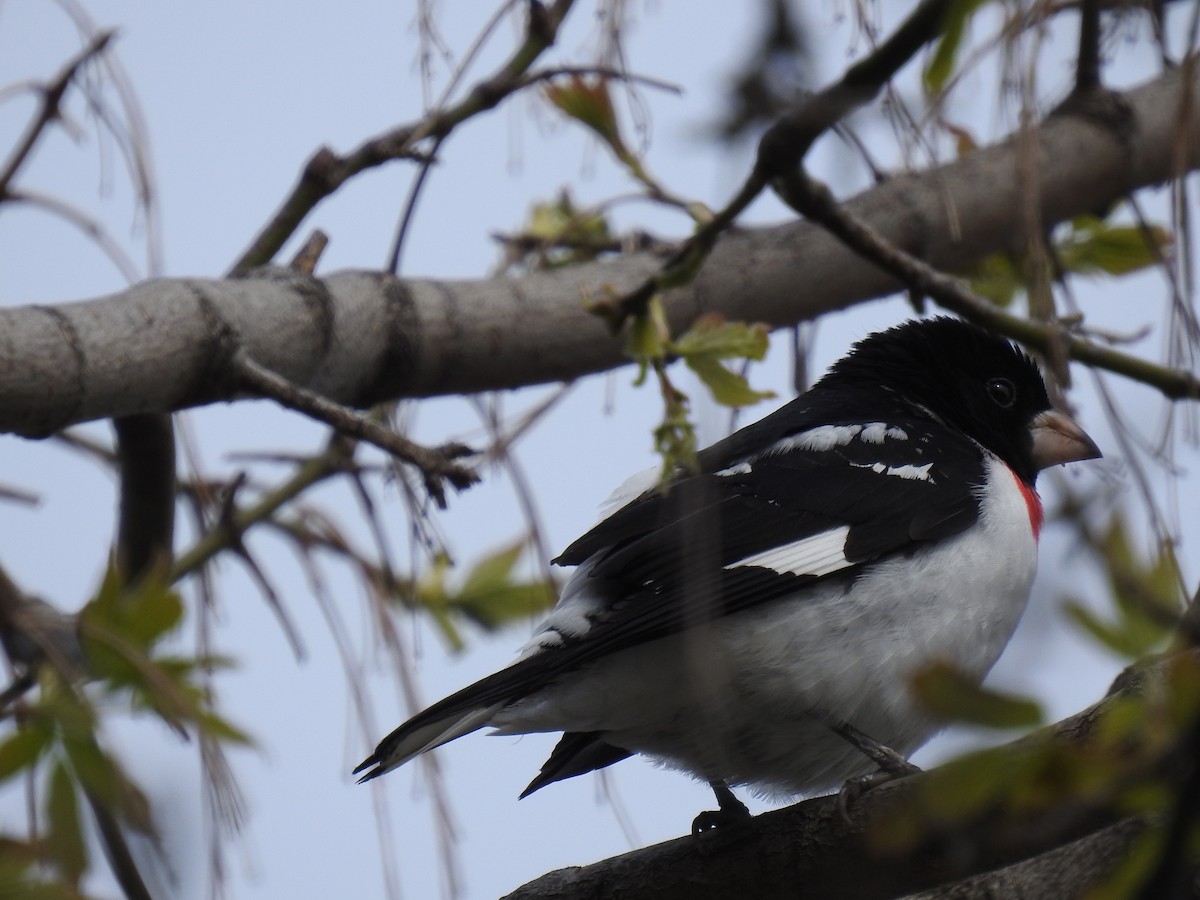 Rose-breasted Grosbeak - ML618176202