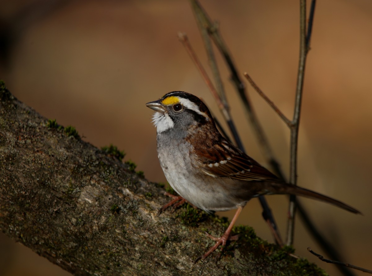 White-throated Sparrow - Yves Dugré