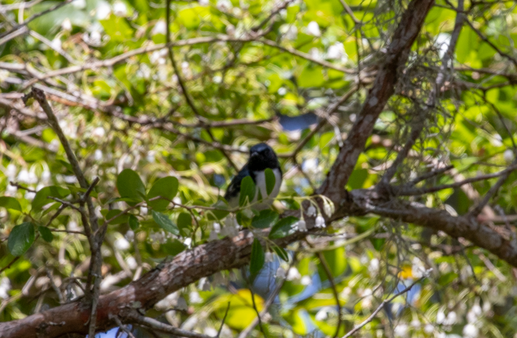Black-throated Blue Warbler - ML618176259