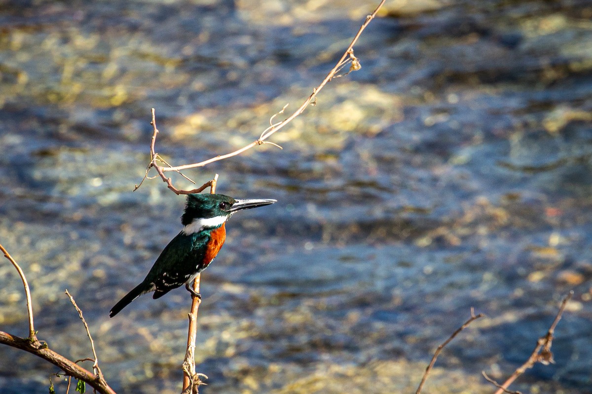 Green Kingfisher - Francisco Russo