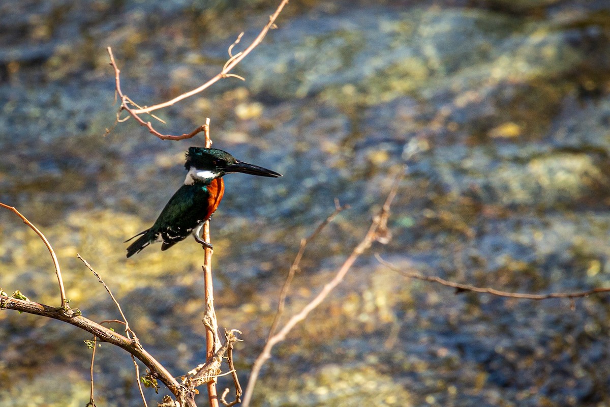 Green Kingfisher - ML618176325