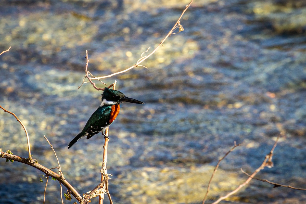 Green Kingfisher - ML618176327