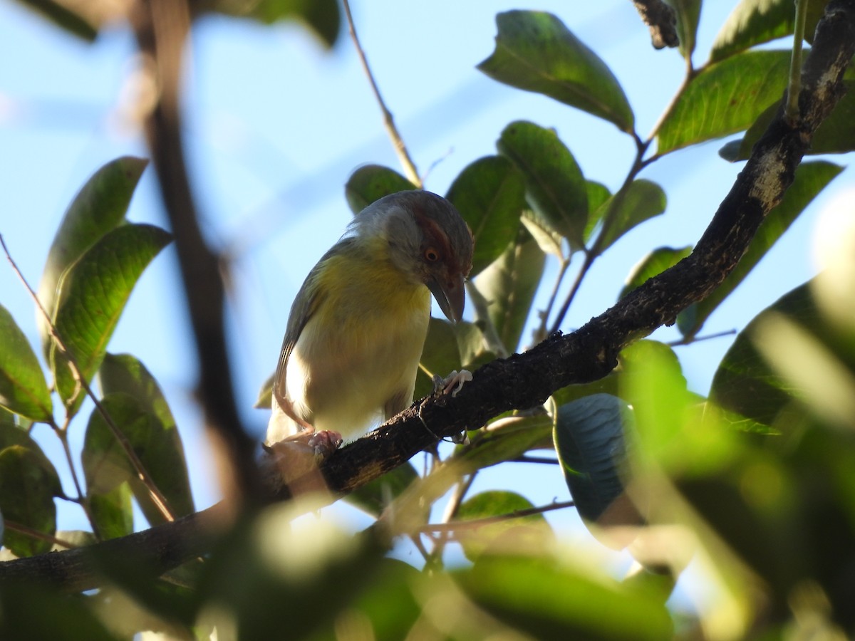 Rufous-browed Peppershrike - Iza Alencar