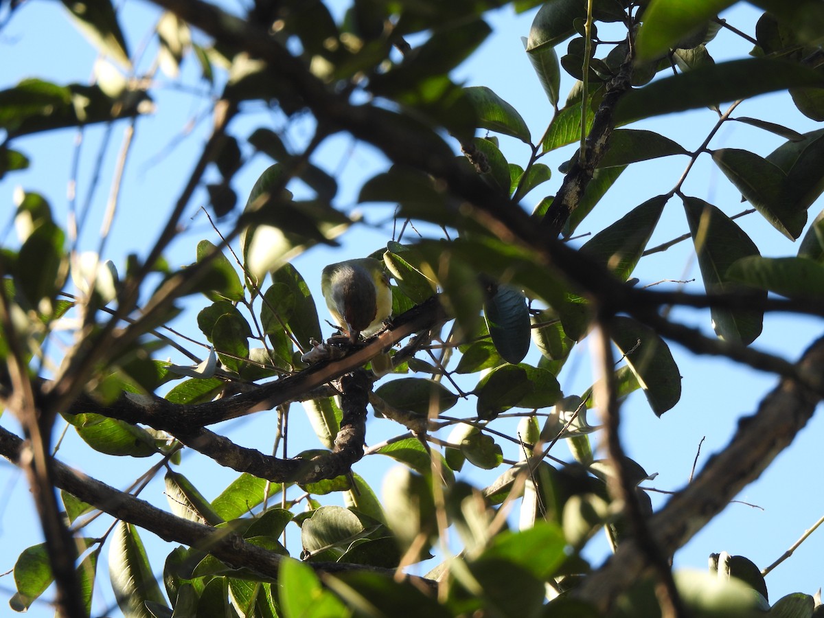 Rufous-browed Peppershrike - Iza Alencar