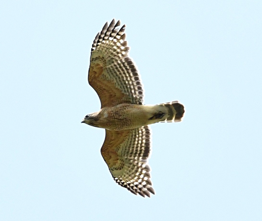 Red-shouldered Hawk - ML618176338