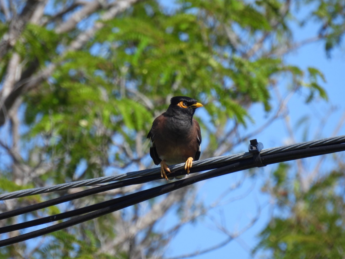 Common Myna - Vikki Jones