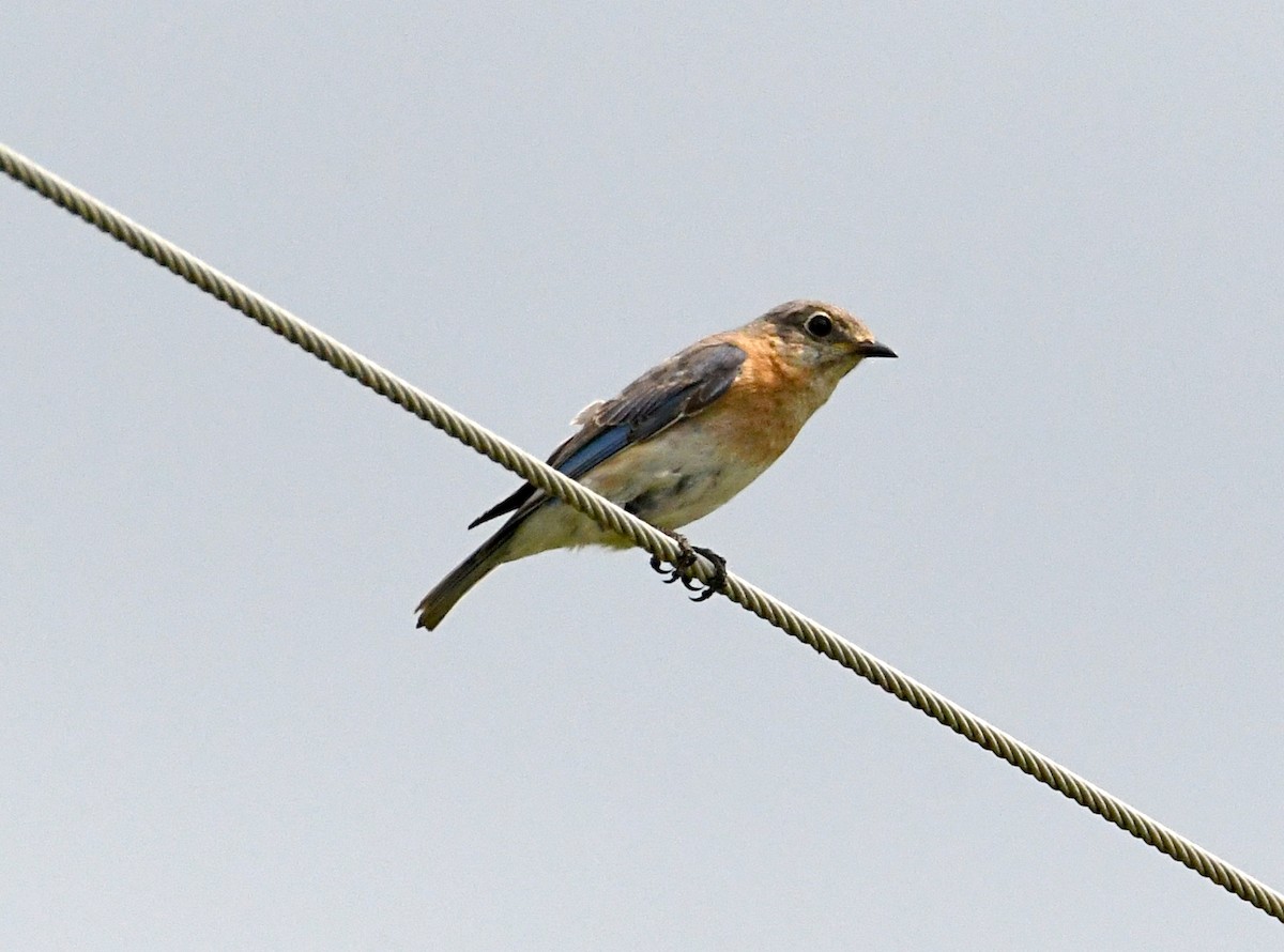 Eastern Bluebird - ML618176388