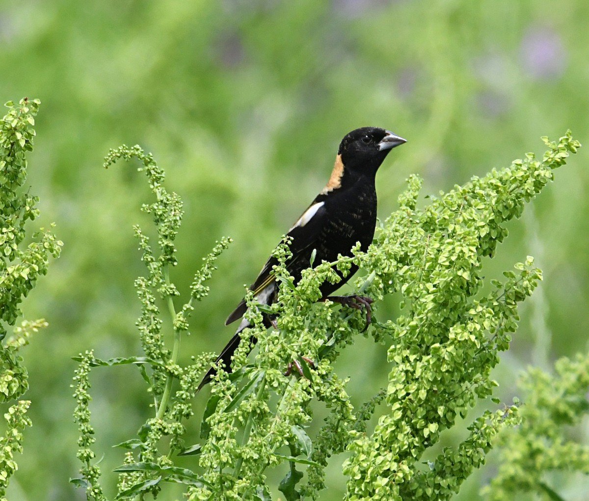 bobolink americký - ML618176404