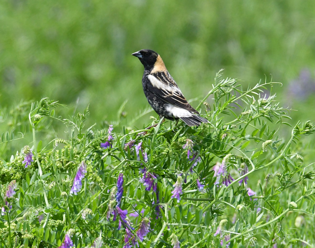 bobolink - ML618176406