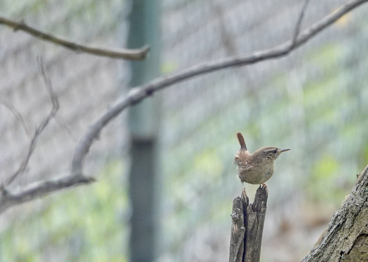 Winter Wren - Megan Heneke