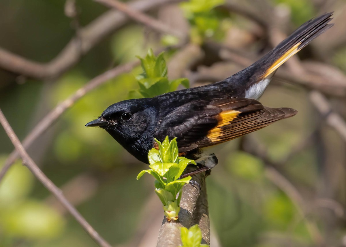 American Redstart - ML618176416