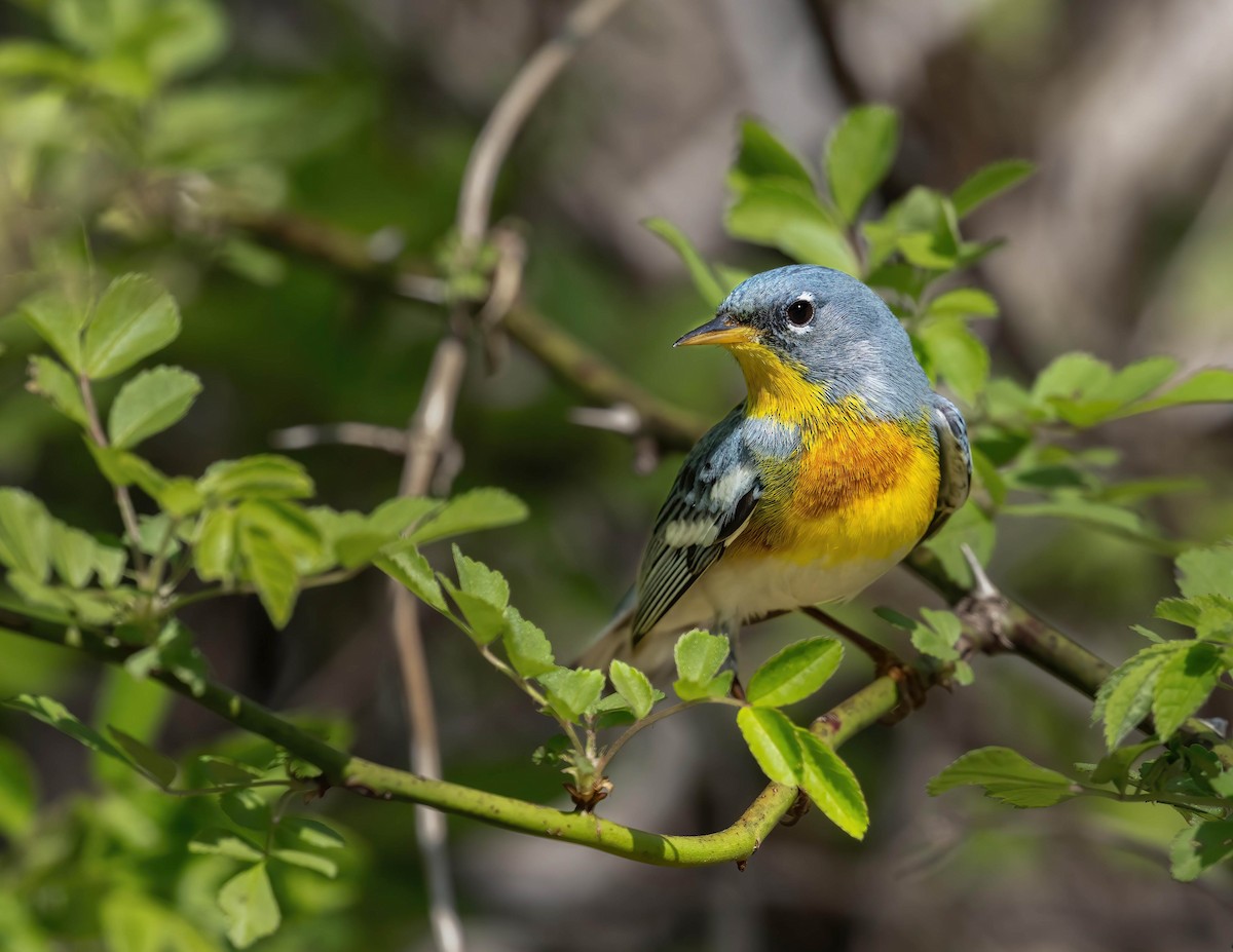 Northern Parula - ML618176426