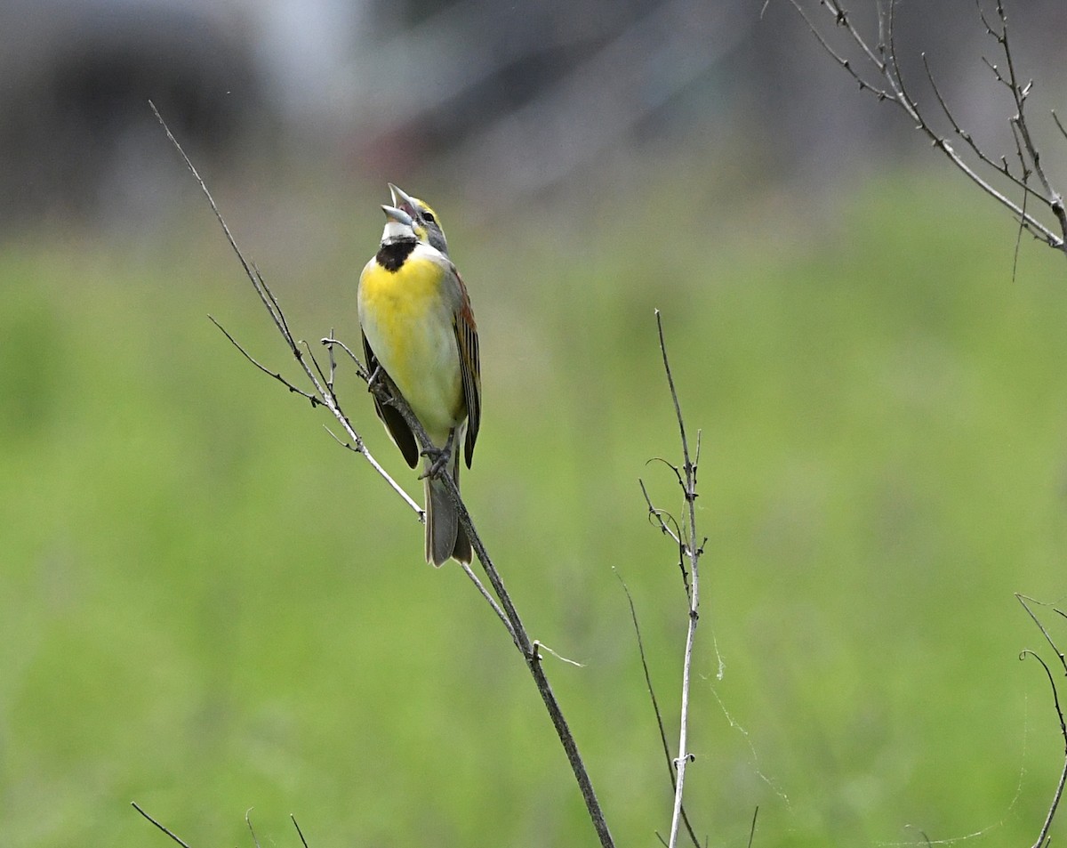 Dickcissel d'Amérique - ML618176434