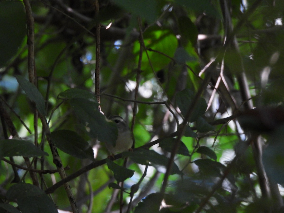 Golden-crowned Warbler - Iza Alencar