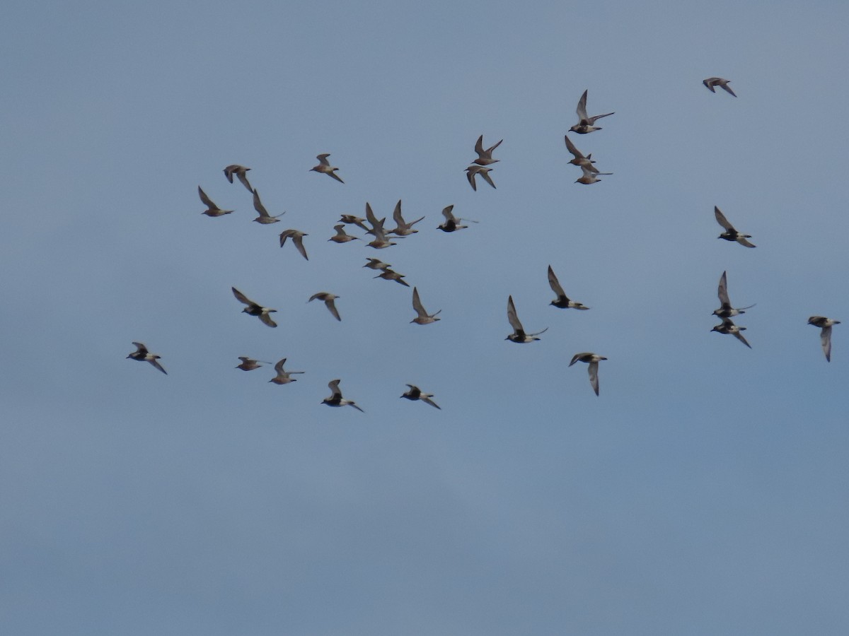 Red Knot - Bryant Olsen