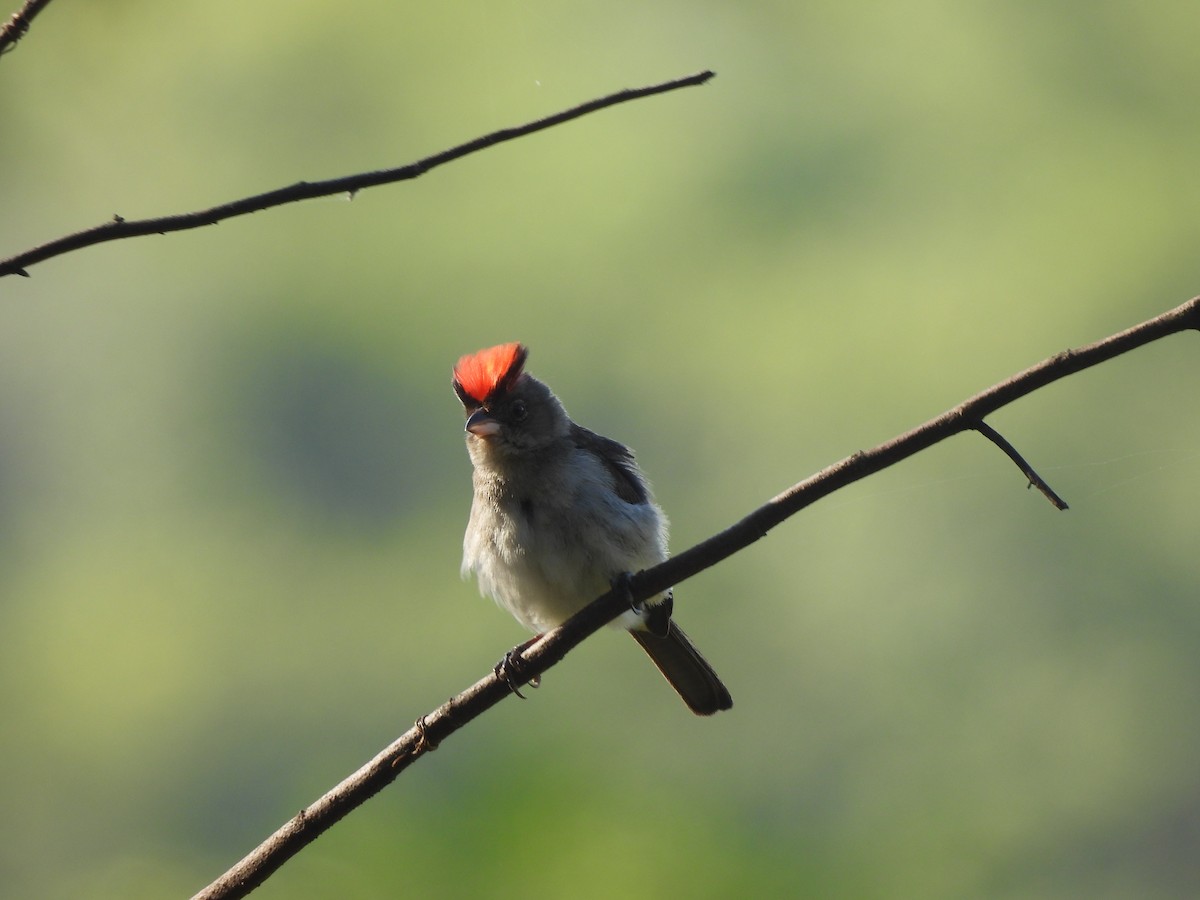 Pileated Finch - Iza Alencar