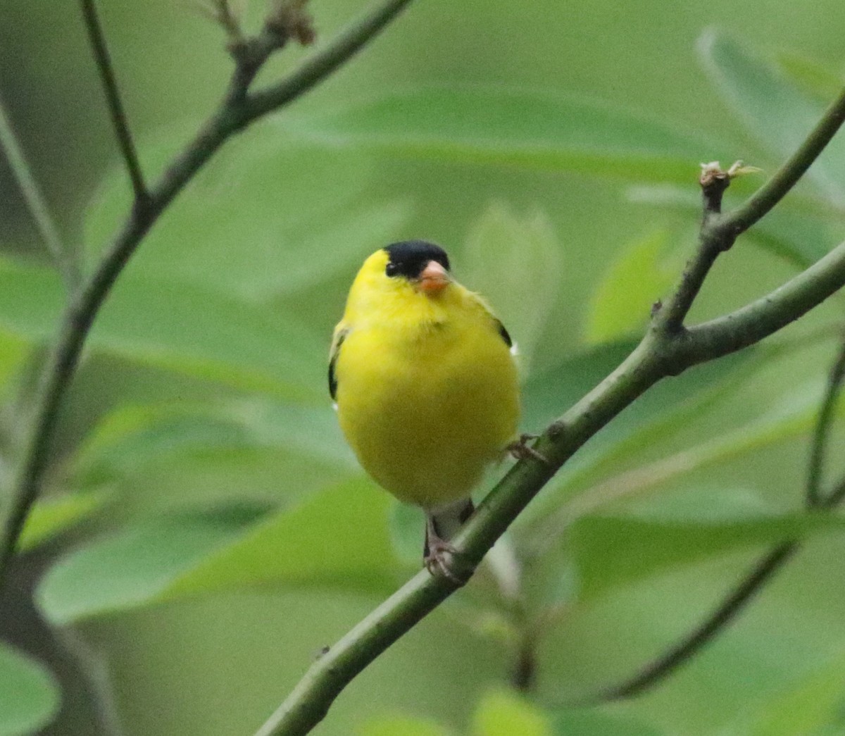 American Goldfinch - ML618176474