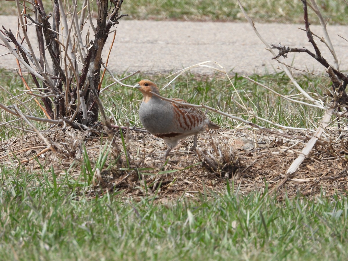 Gray Partridge - Gerard Nachtegaele